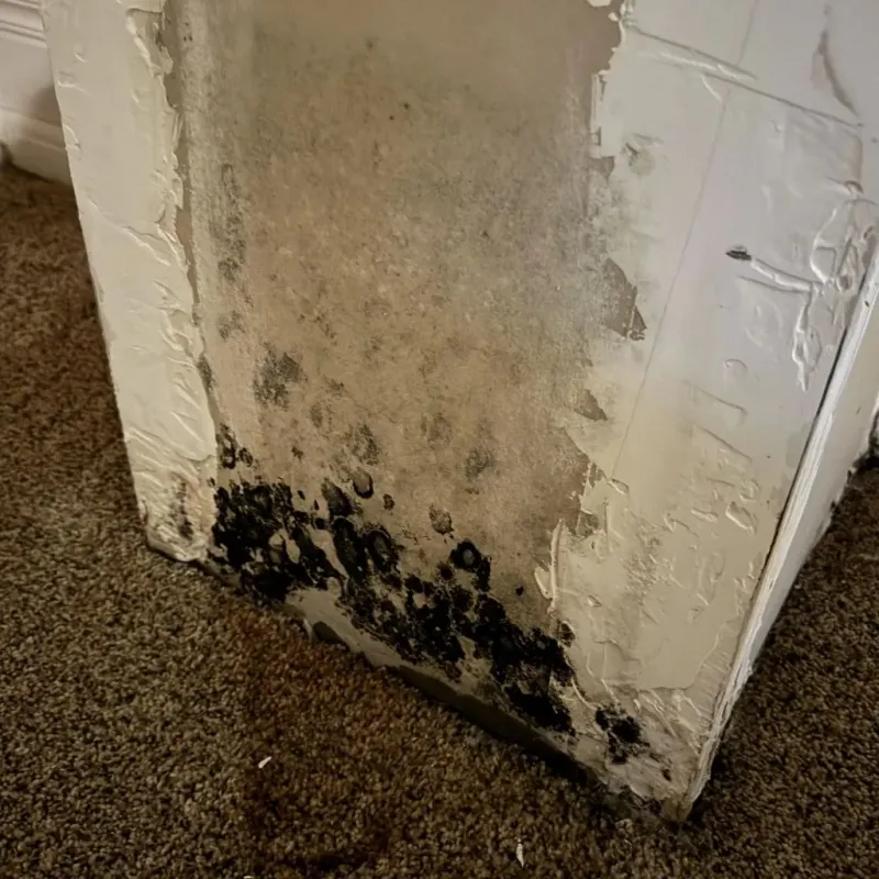 Professional Mold Removal in Trafalgar, IN